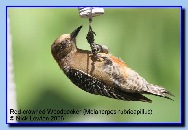 redcrownedwoodpecker