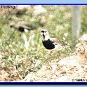 SouthernLapwing