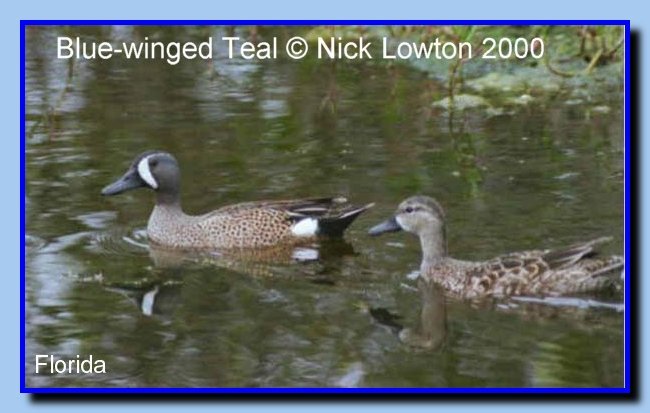 BluewingedTeal