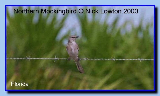 NorthernMockingbird