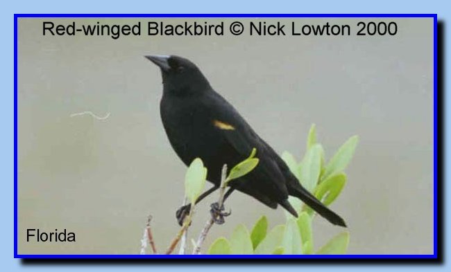 RedwingedBlackbird